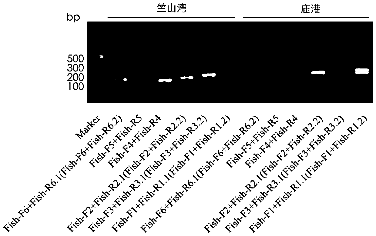 Universal metabarcoding amplification primers for freshwater fish mitochondria 12S and application method thereof