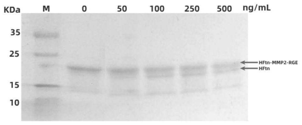 A ferritin nanoparticle of C-terminally modified tumor penetrating peptide rgerppr, its preparation method and application