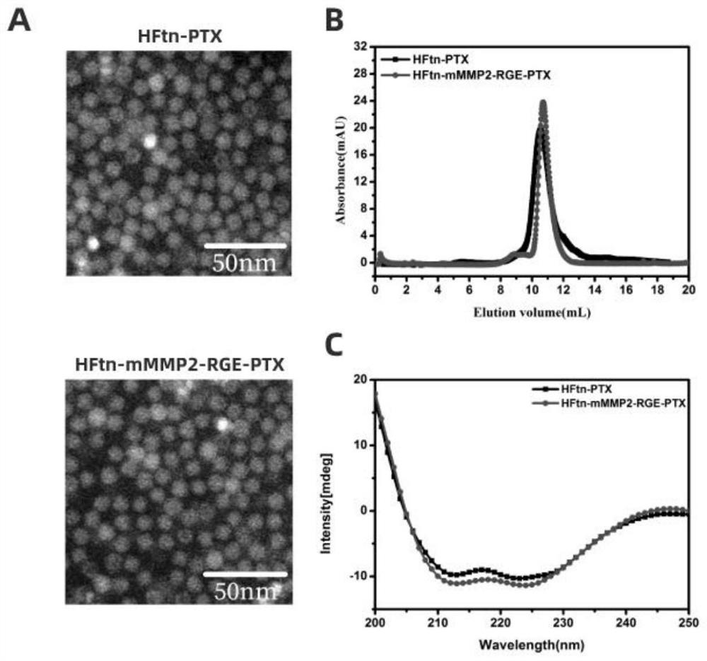 A ferritin nanoparticle of C-terminally modified tumor penetrating peptide rgerppr, its preparation method and application