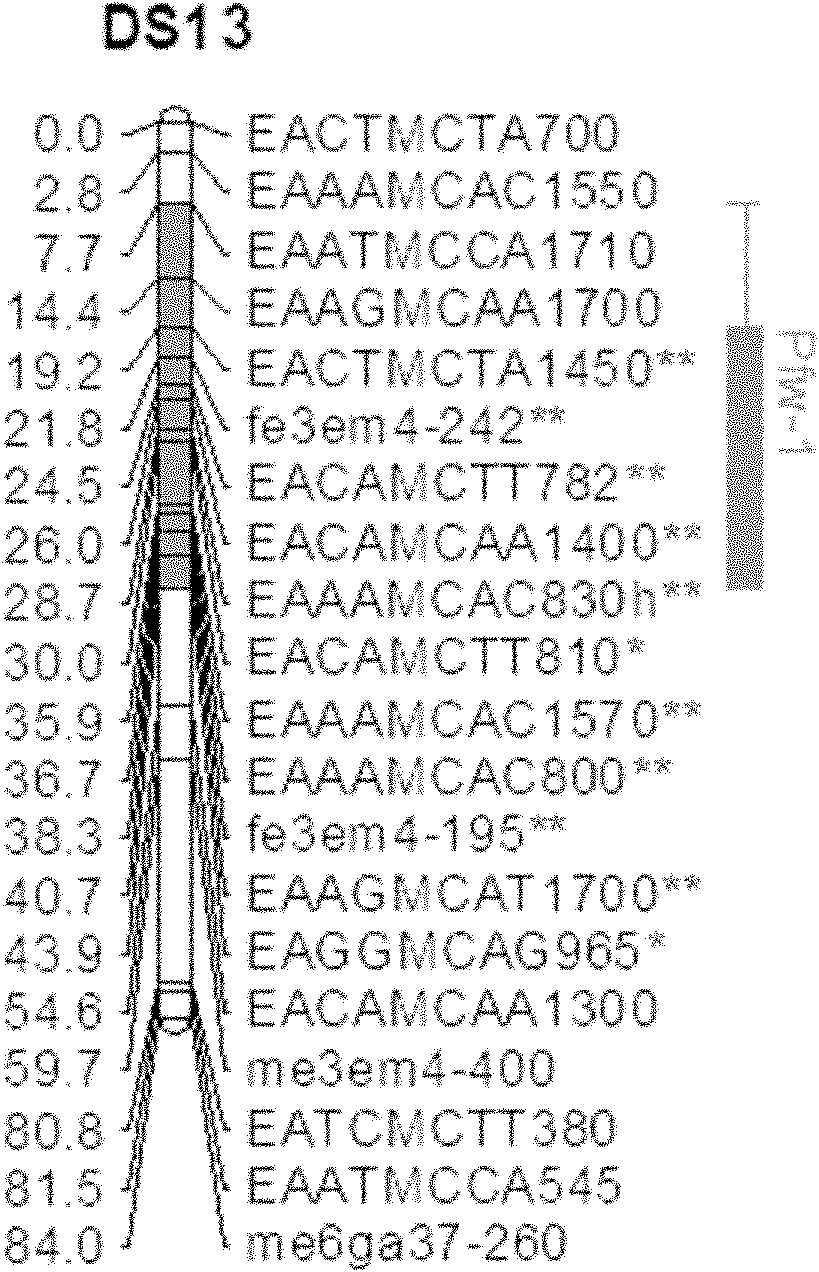 Molecular marker for single fruit weight main-effect quantitative trait loci (QTL) of Dangshansu pear fruit and application thereof