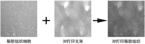 3D printed adipose tissue