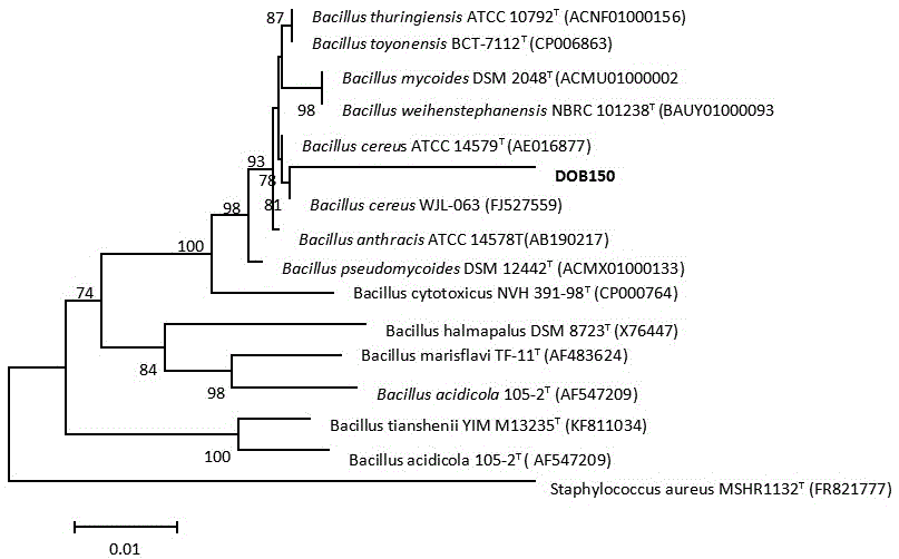 Desert oligotrophic bacterium DOB150 and application thereof to sand stabilization