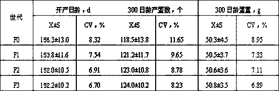 Cultivation method of yellow feathered high-laying chicken strain