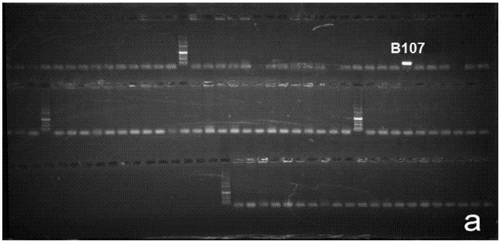 Brassica napus nucleic male sterility gene Bnms4<b> and preparation method and application