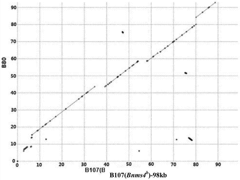 Brassica napus nucleic male sterility gene Bnms4<b> and preparation method and application