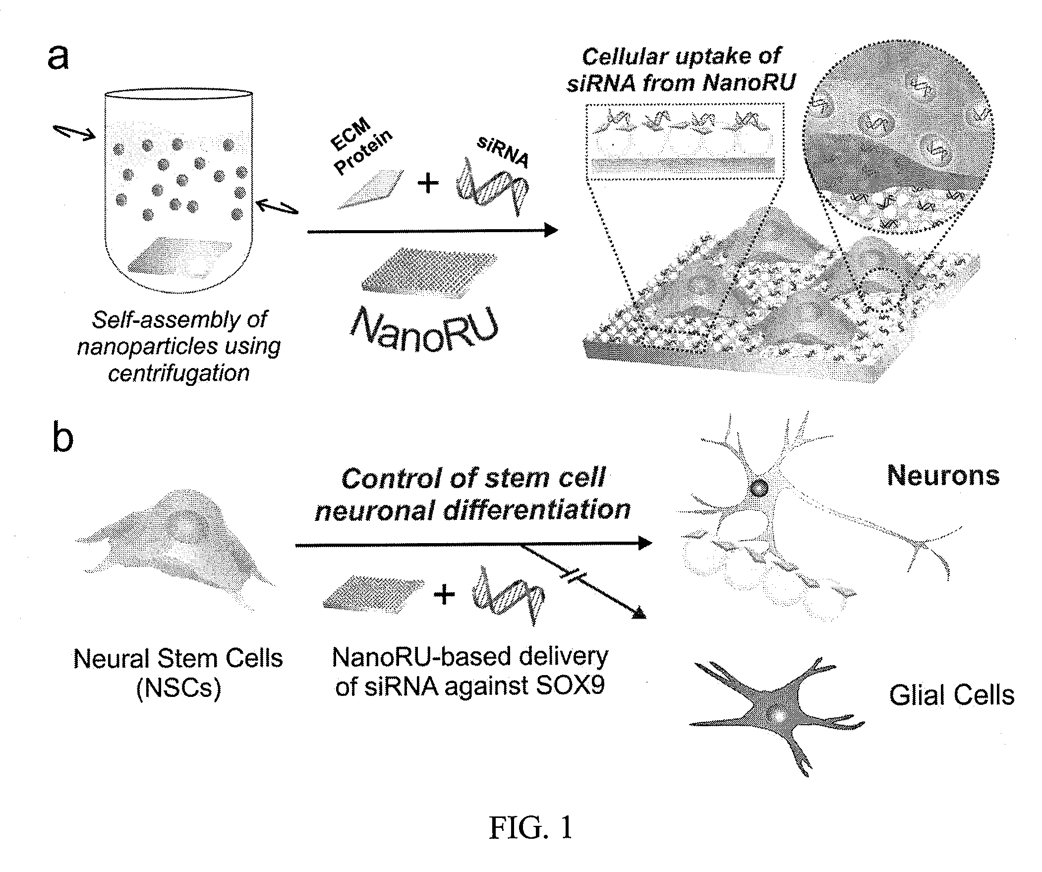 Nanotopography-mediated reverse uptake platform for nucleic acid delivery and applications thereof