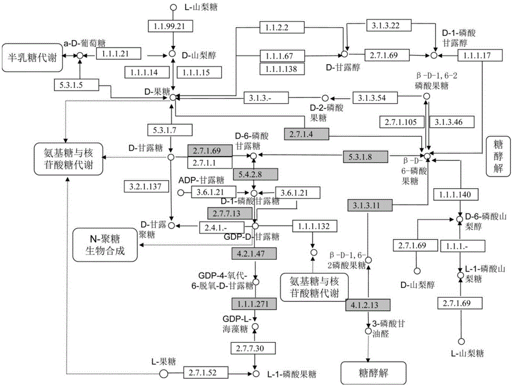 Cultivation method of ketogulonigenium sp