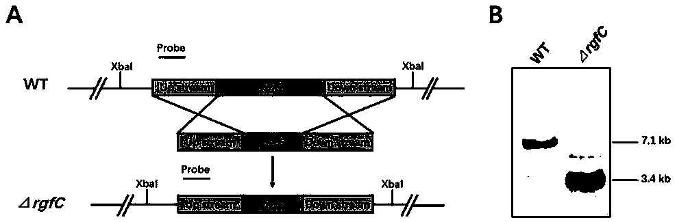 Aspergillus flavus pathogenic gene rgfC and application thereof