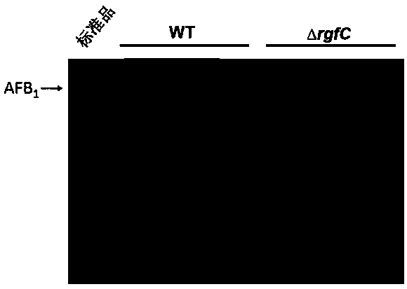 Aspergillus flavus pathogenic gene rgfC and application thereof