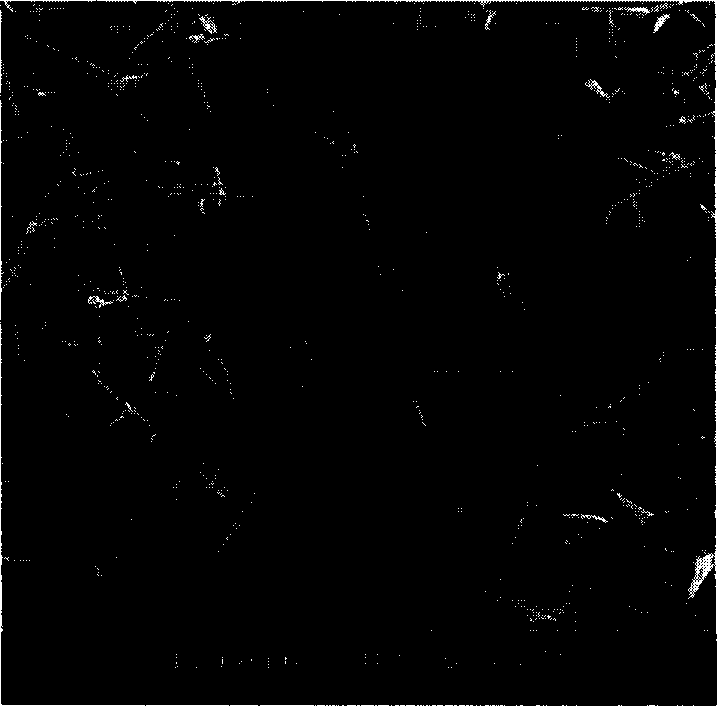 Process for preparing zinc oxide whiskers with different forms by using gasification and oxidation method