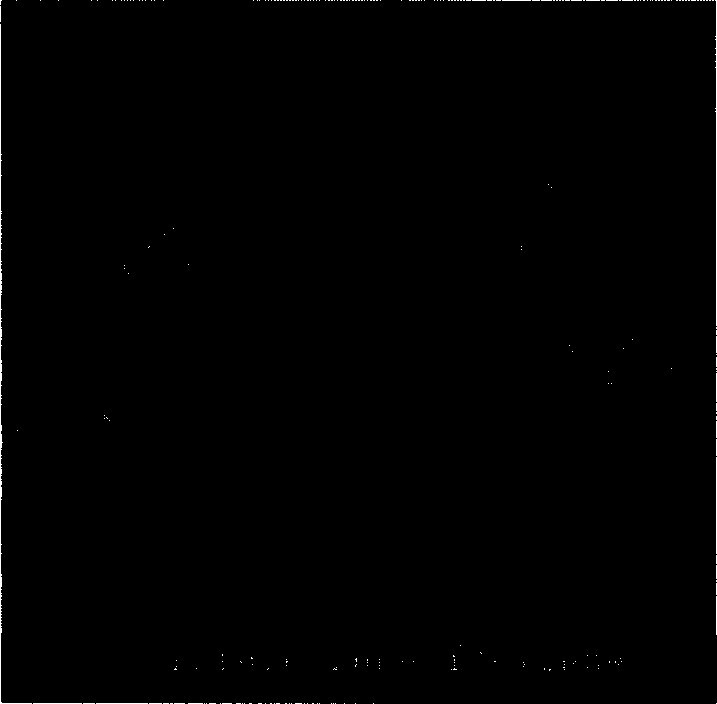 Process for preparing zinc oxide whiskers with different forms by using gasification and oxidation method