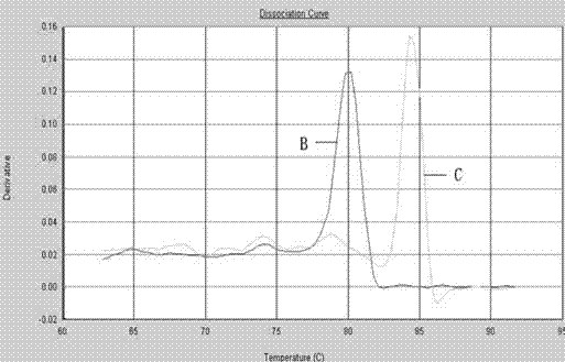 Polymerase chain reaction detection method of hepatitis B virus genotyping