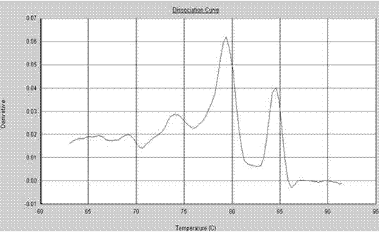 Polymerase chain reaction detection method of hepatitis B virus genotyping