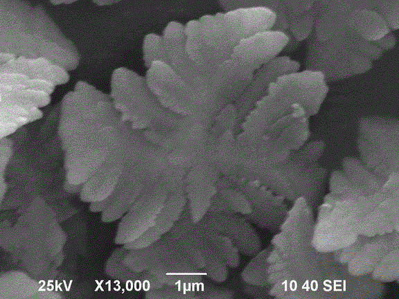 Biomimetic synthesis method of bismuth vanadate visible-light photocatalyst having hierarchical structure