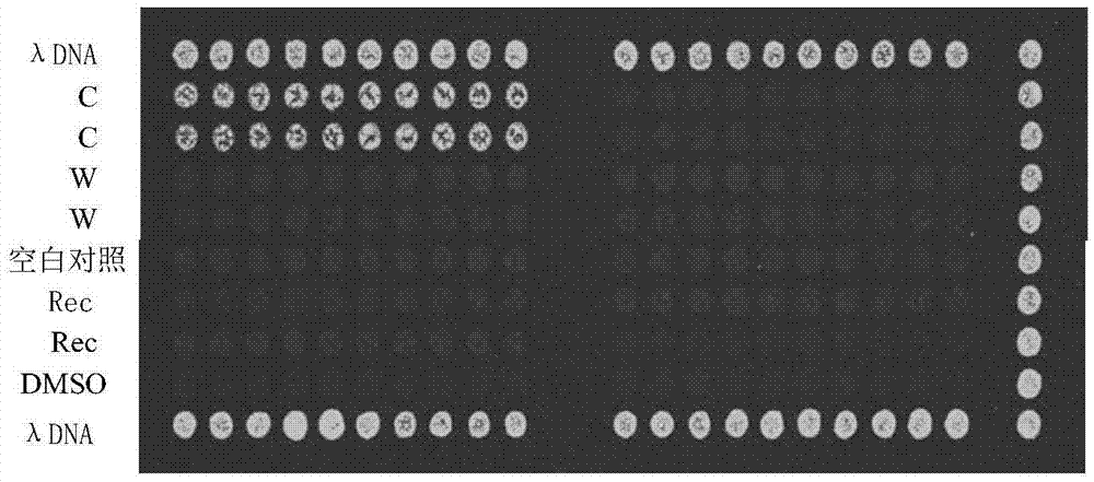 Preparation method and detection of hybridization probe and gene chip for PPV (plum pox virus) major strains