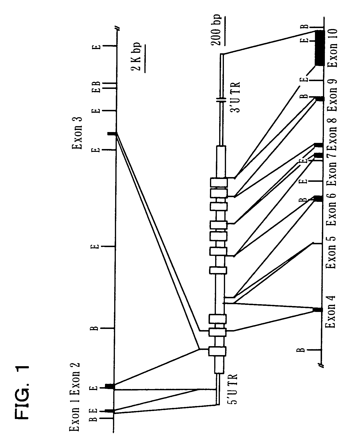 Mouse with deficiency of glutamate transporter GLAST function