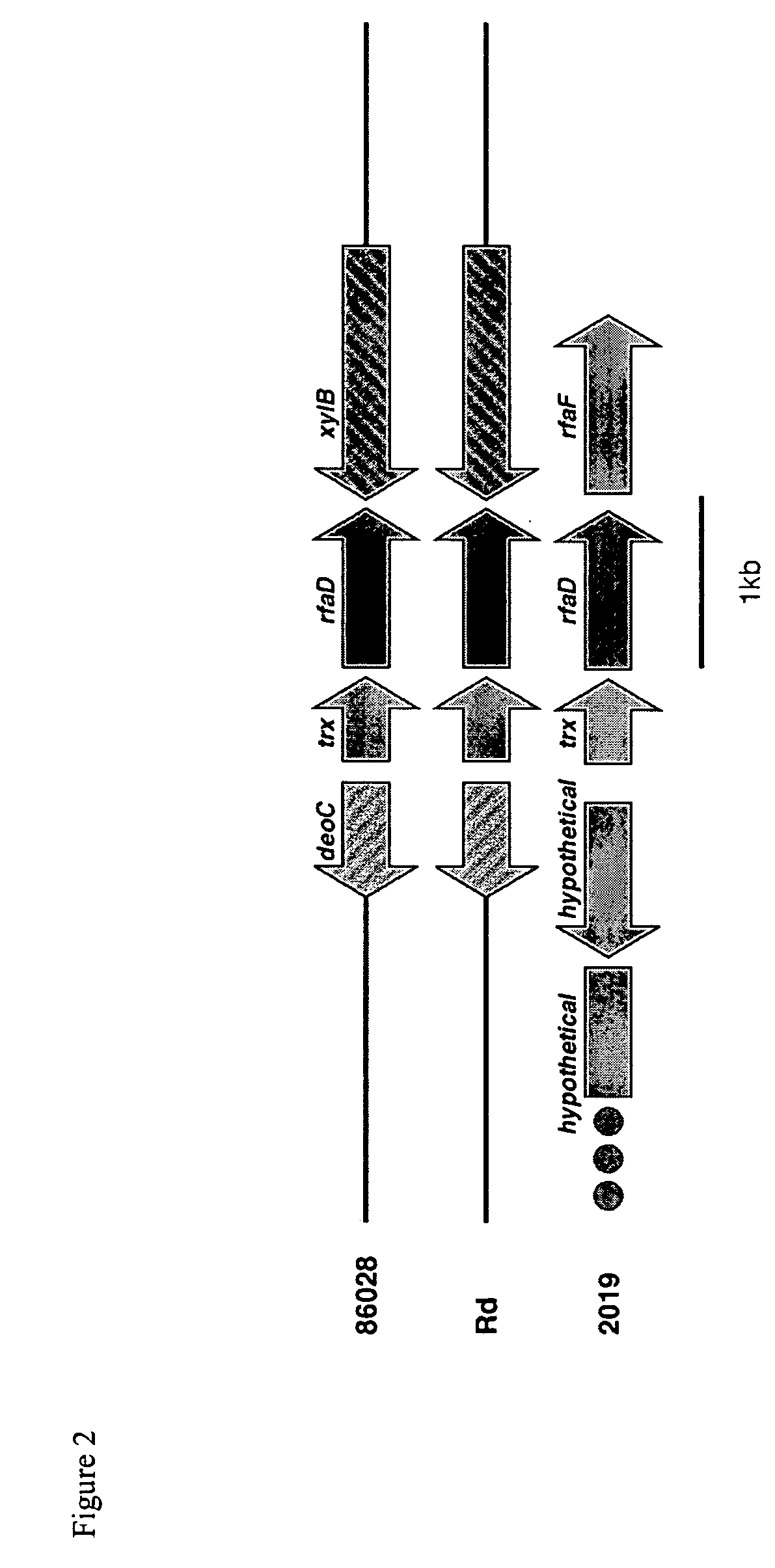 Genes of an otitis media isolate of haemophilus influenzae