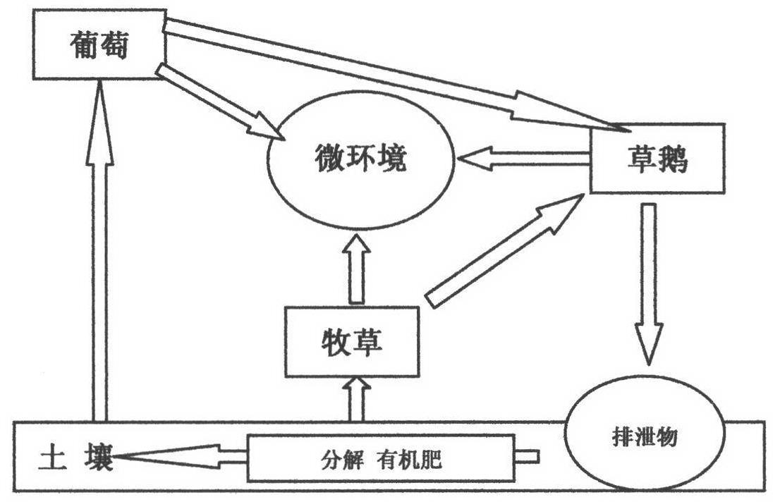 Three-dimensional circulation planting and culturing method of vineyard with multispan greenhouse