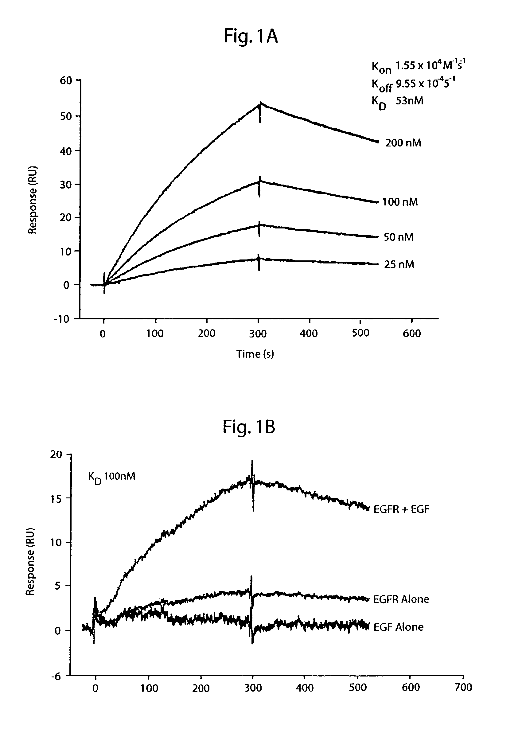 Monoclonal antibodies to activated erbB family members and methods of use thereof