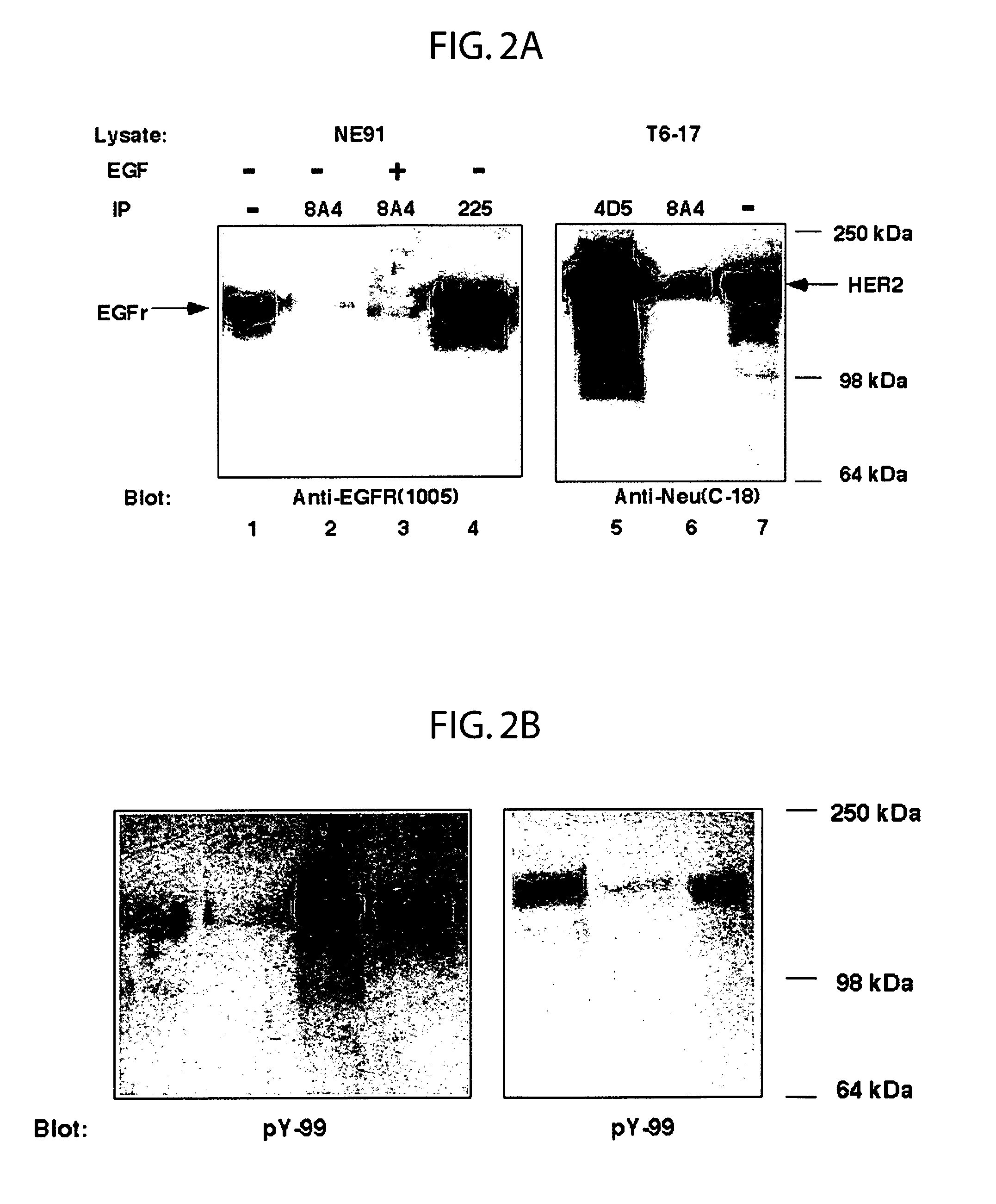 Monoclonal antibodies to activated erbB family members and methods of use thereof