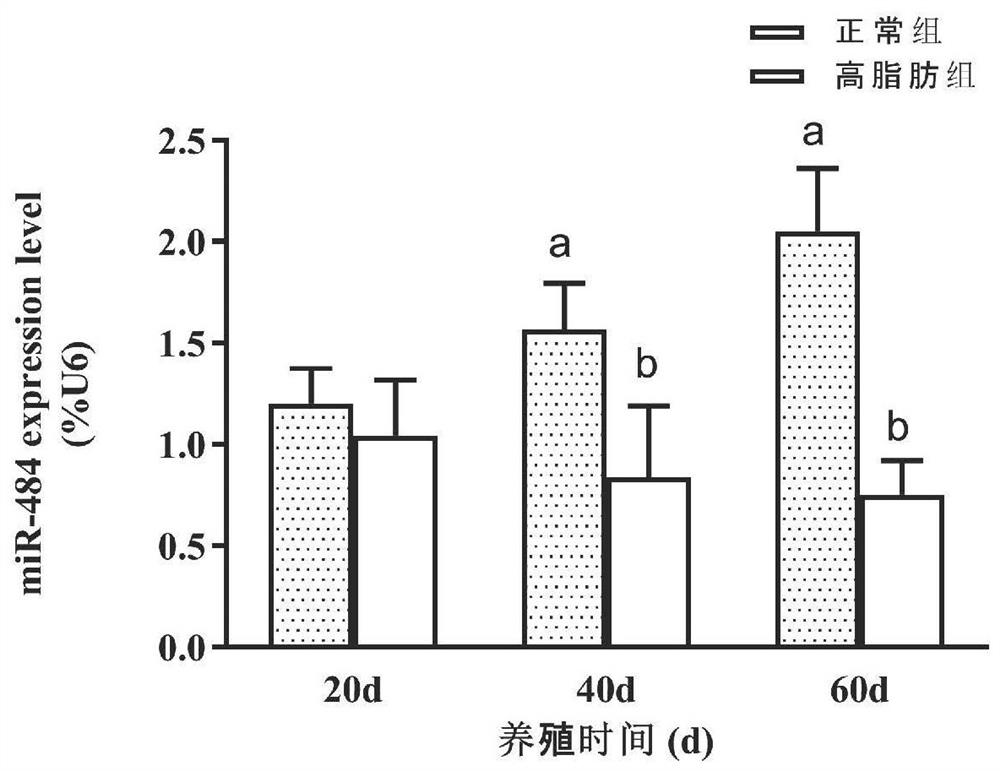 A kit for identifying the degree of fatty liver in yellow catfish and its identification method