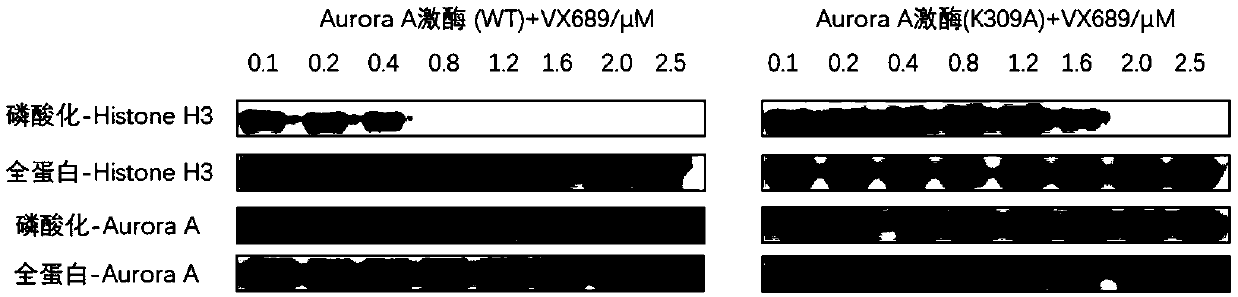 Method for quantitatively analyzing interaction between small molecule and protein kinase