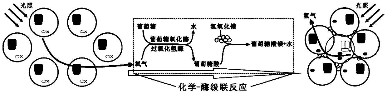 Photobiological hydrogen production system and preparation method and application thereof