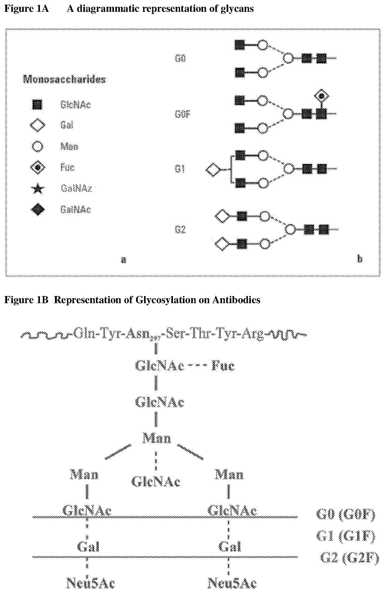 Methods for preparing antibodies with a defined glycosylation pattern