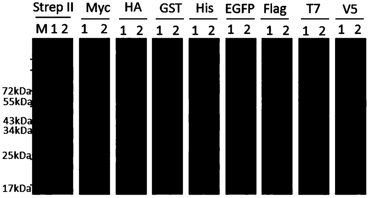 A kind of multi-label antigen and its preparation method and application