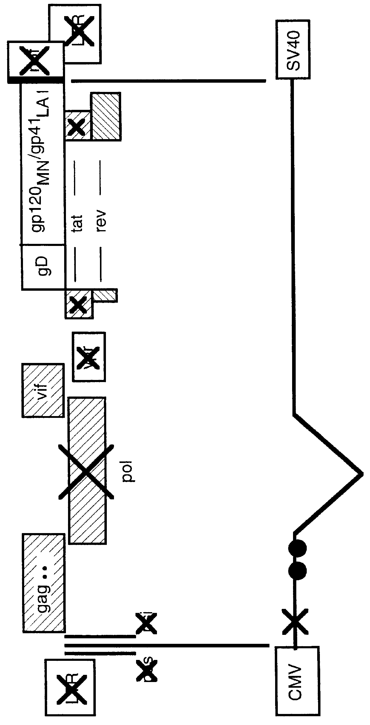 Constitutive expression of non-infectious HIV-like particles