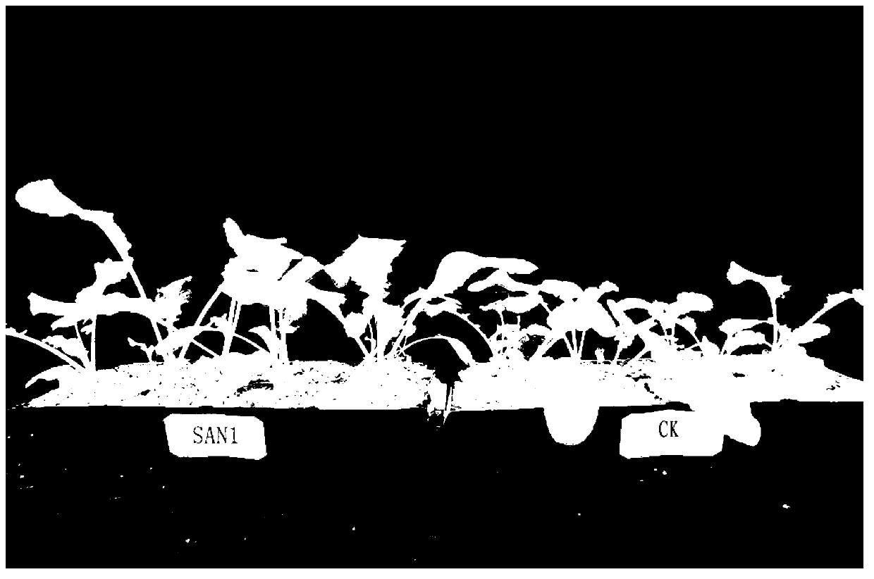 Endophyte and application thereof