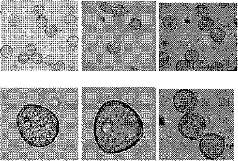 Cattail pollen sauting method, sauted cattail pollen and application thereof