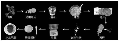 A method for synchronously isolating high-purity plant chloroplasts and mitochondria