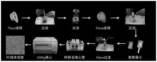 A method for synchronously isolating high-purity plant chloroplasts and mitochondria