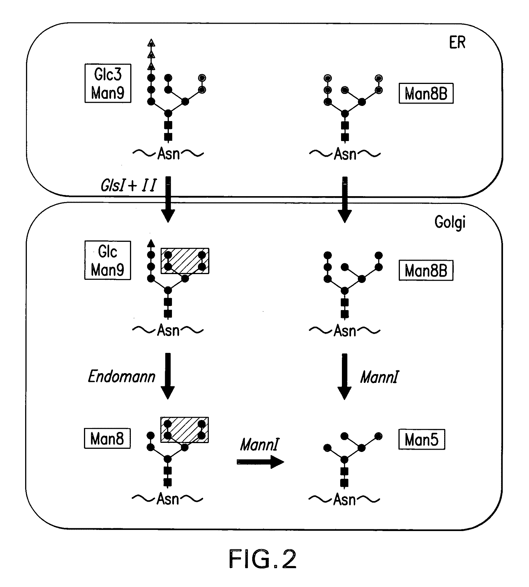 Endomannosidases in the modification of glycoproteins in eukaryotes