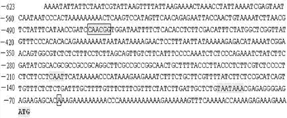 Brassica napus BnPABP8 promoter and preparation method and use thereof