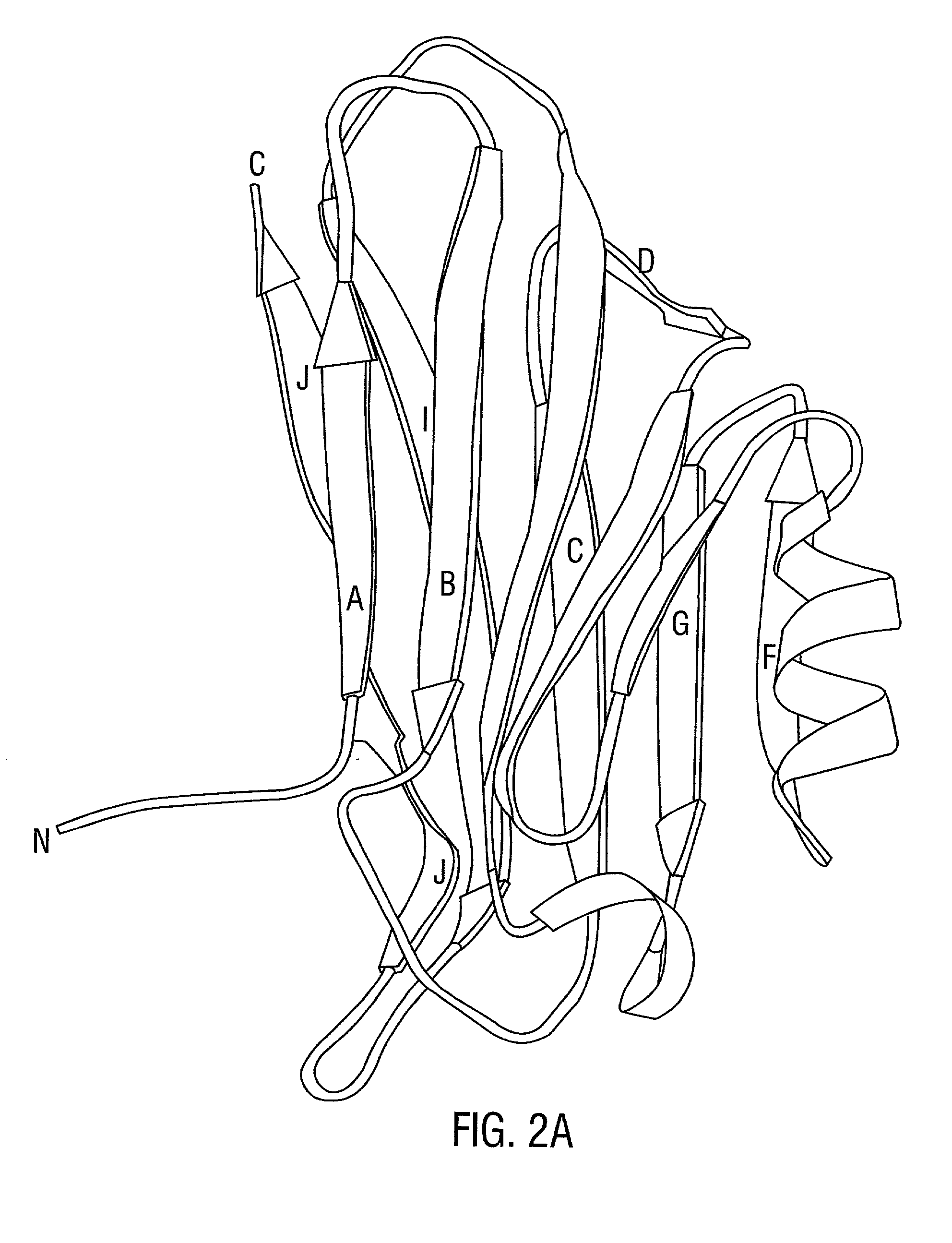 Collagen binding protein compositions and methods of use