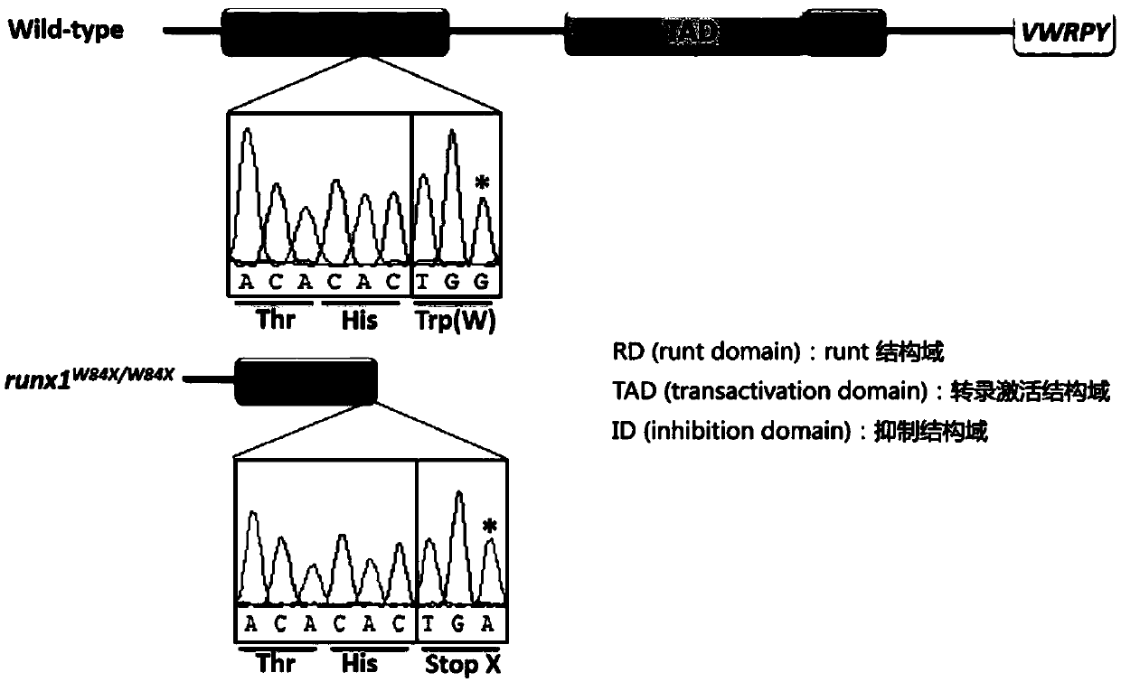 Application of mutant zebra fish in preparation of animal model of common variable immunodeficiency disease