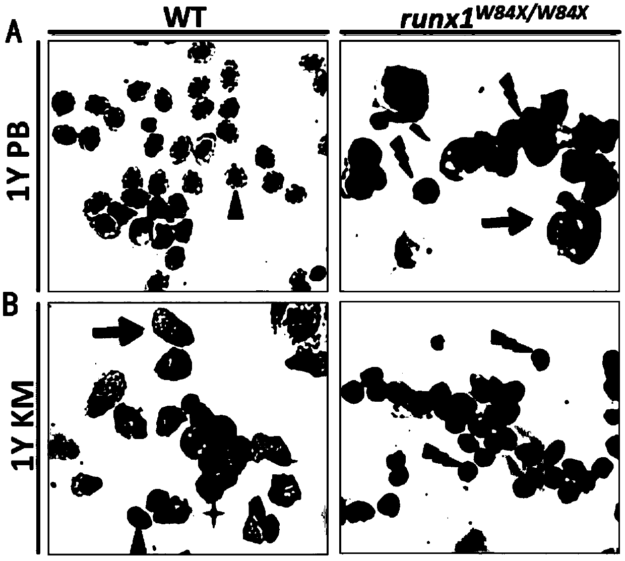 Application of mutant zebra fish in preparation of animal model of common variable immunodeficiency disease