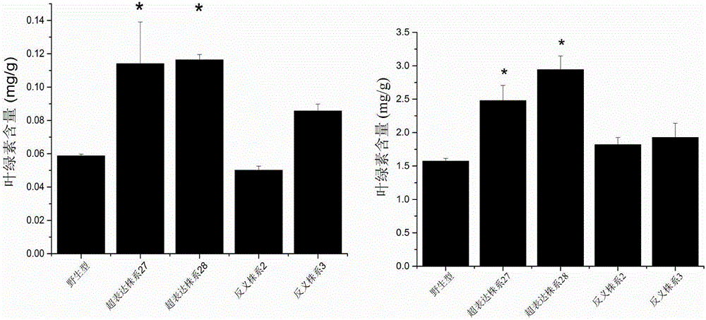 Tomato ascorbic acid synthetic gene SLGPP and application thereof