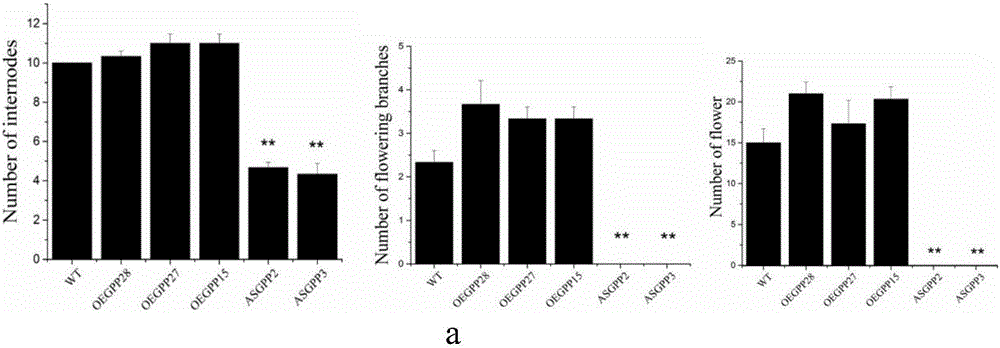 Tomato ascorbic acid synthetic gene SLGPP and application thereof