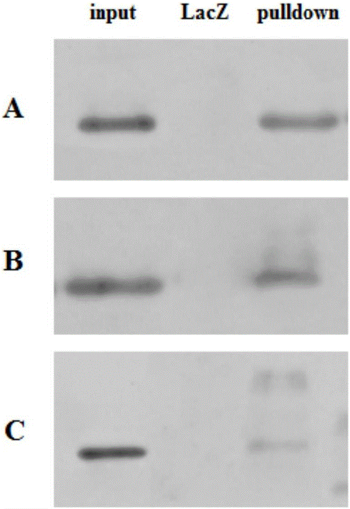 DNA pulldown method and kit