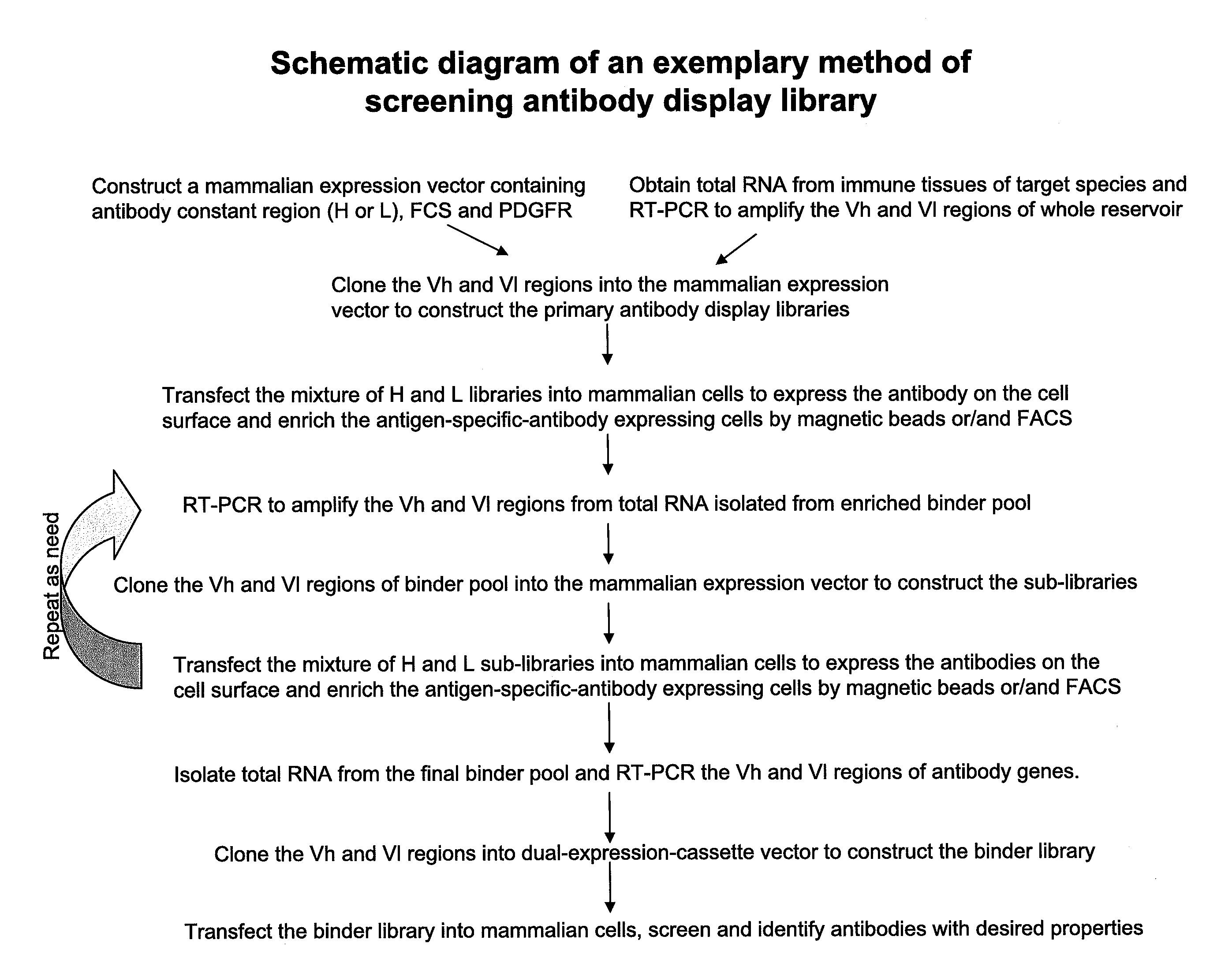 High complexity mammalian display library and methods of screening