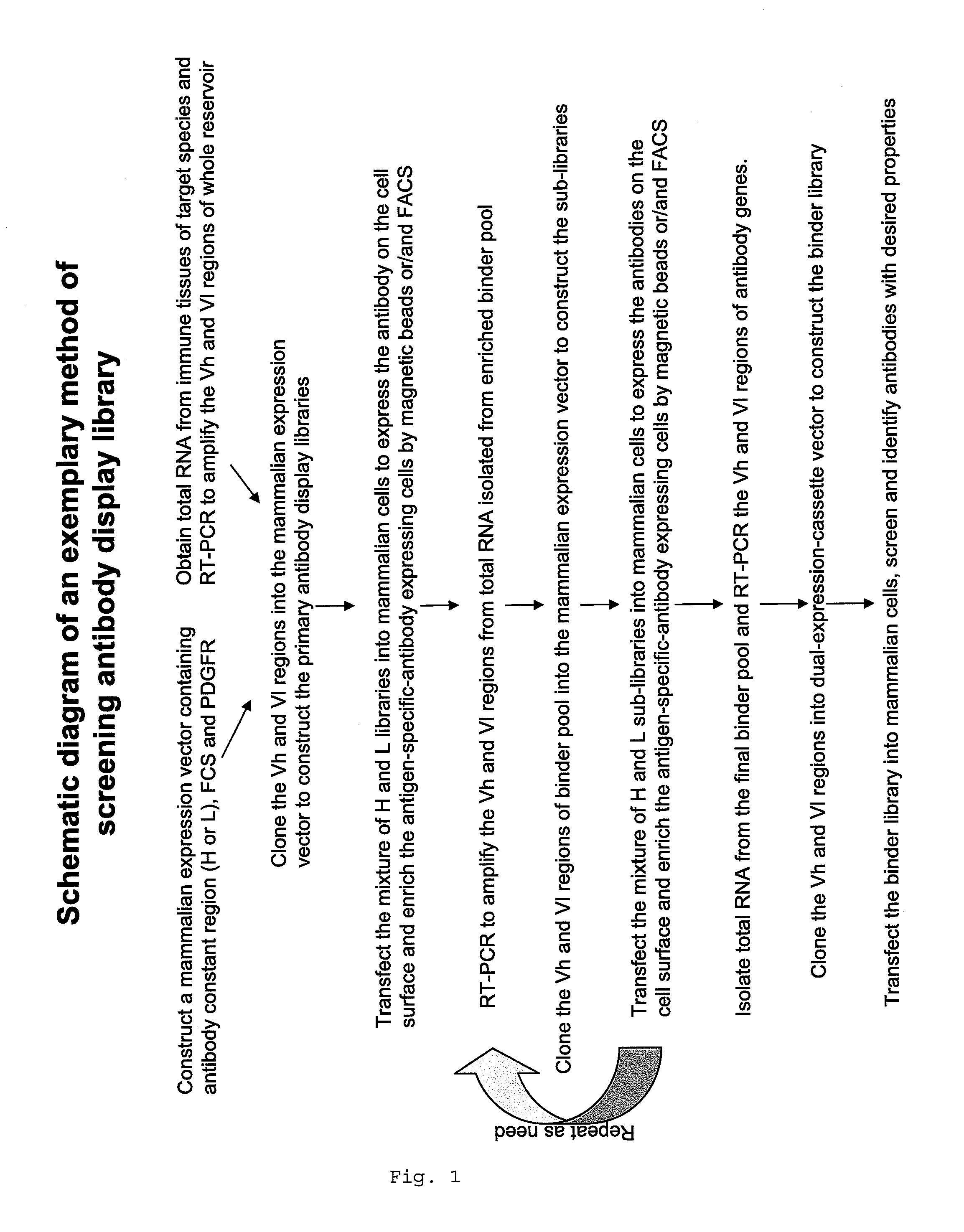 High complexity mammalian display library and methods of screening