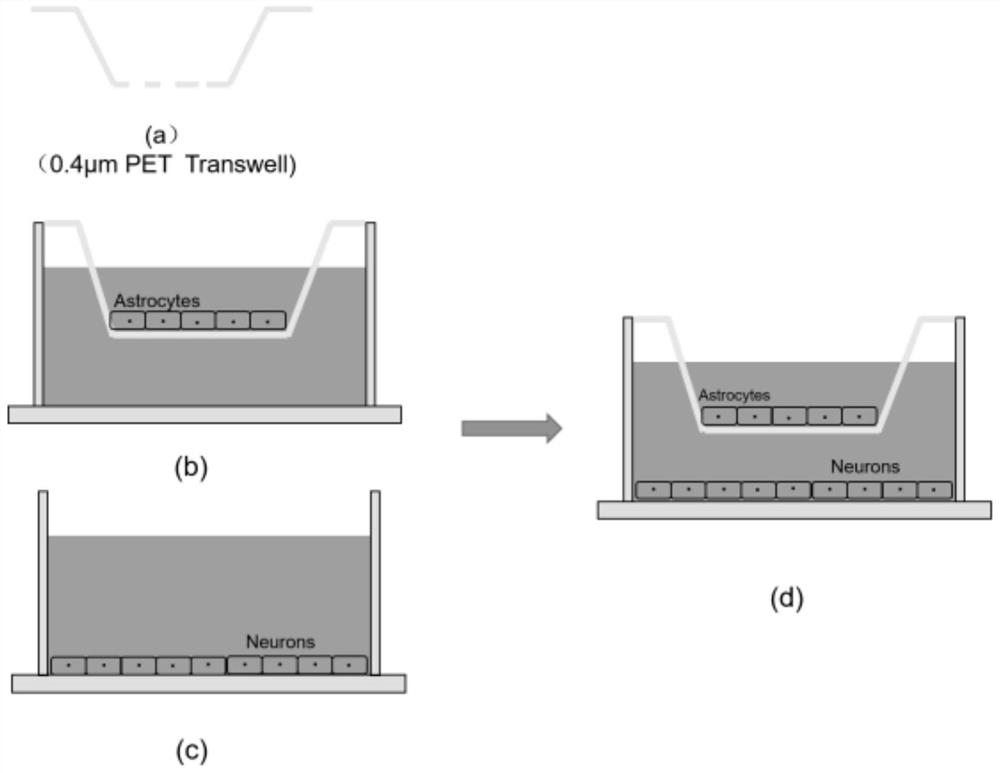 Application of primary astrocytes/primary ventral midbrain neurons co-culture system in the study of iron metabolism between astrocytes and neurons