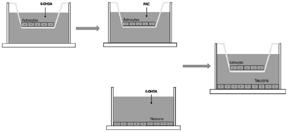 Application of primary astrocytes/primary ventral midbrain neurons co-culture system in the study of iron metabolism between astrocytes and neurons