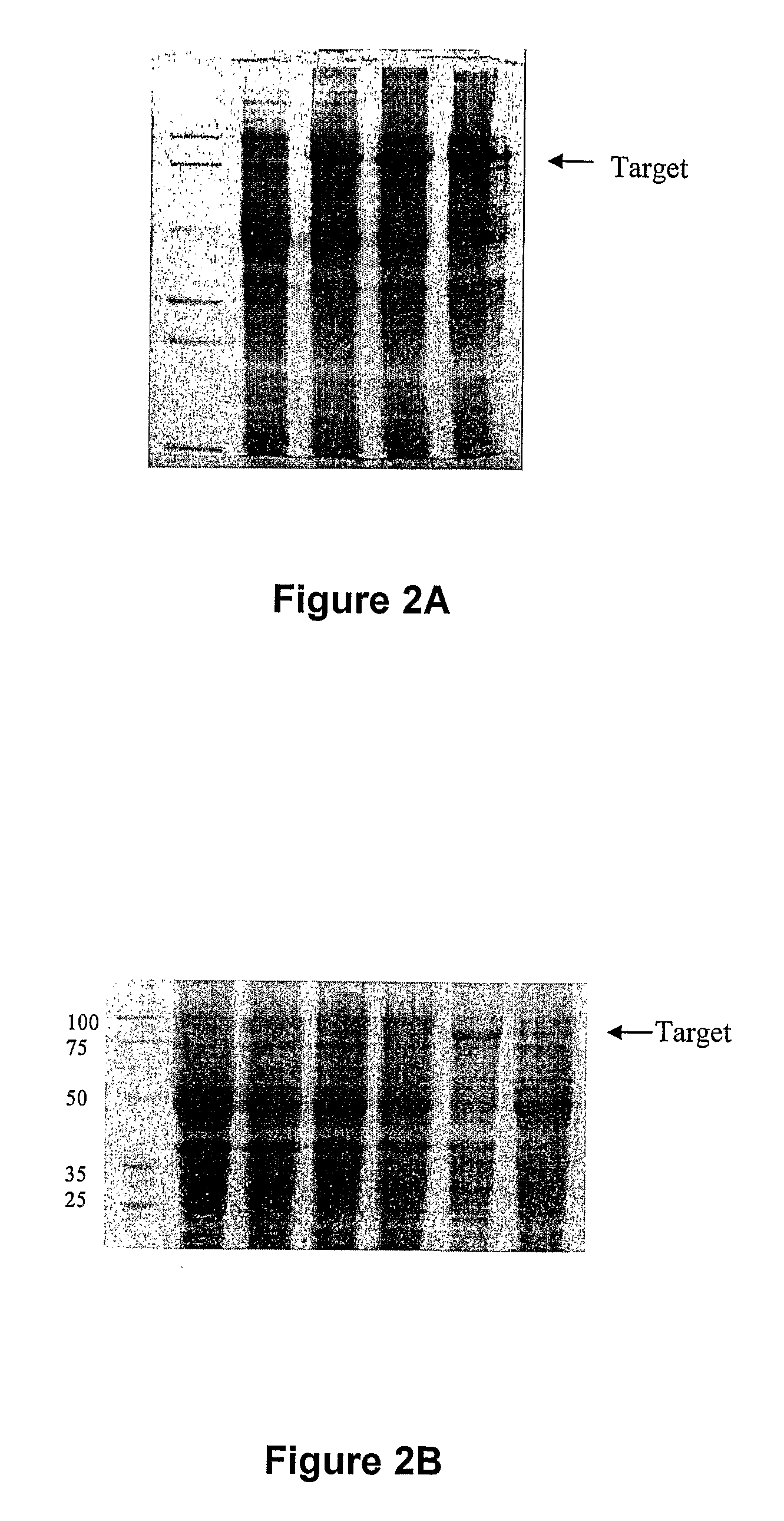 Demibodies: dimerization-activated therapeutic agents