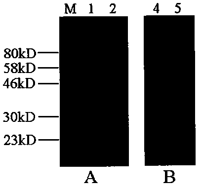 Rapid detection test strip for epizootic hemorrhagic disease virus antibody and preparation method of rapid detection test strip