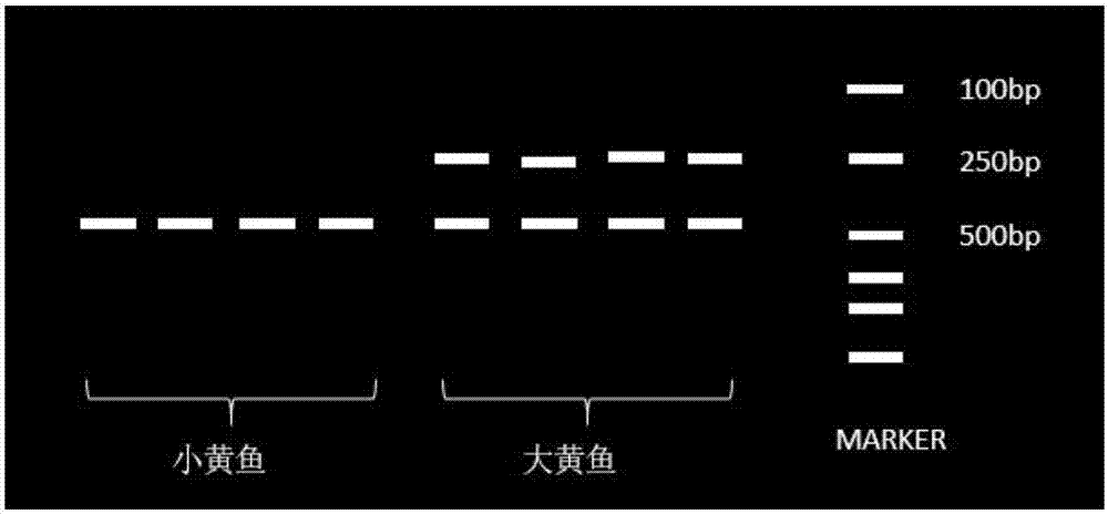 PCR (polymerase chain reaction) identification method for young little yellow croakers and large yellow croakers and primer