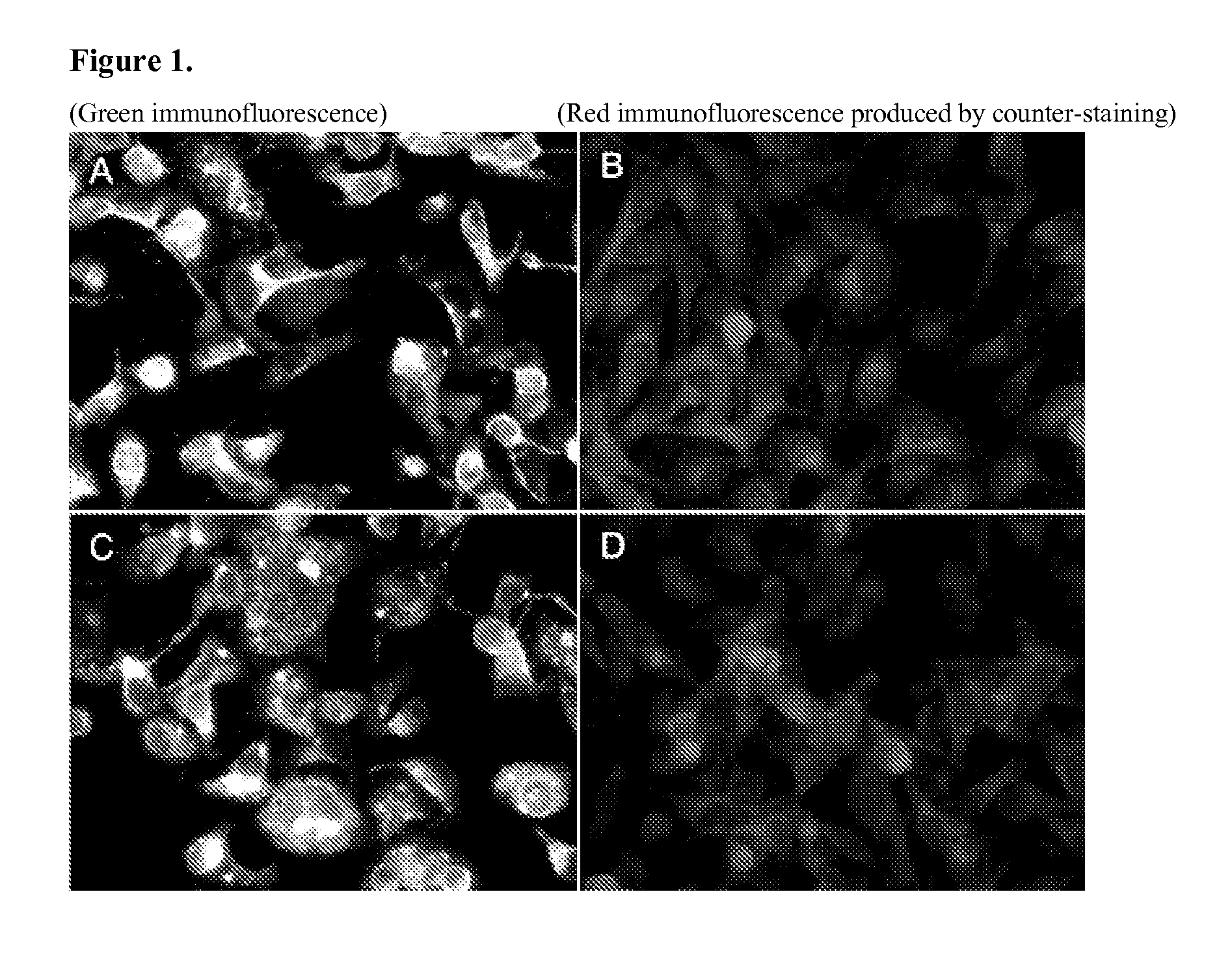 Pneumovirus compositions and methods for using the same